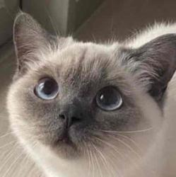User Profile: koisandwich