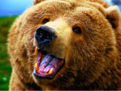 User Profile: NiftyBear