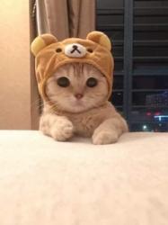 User Profile: bluemooncat11