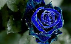 User Profile: energeticBlueberry8928