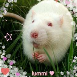 User Profile: marzkitty