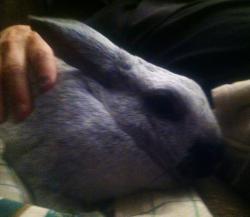 User Profile: Mobunny