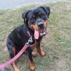 User Profile: PanzerPuppy21