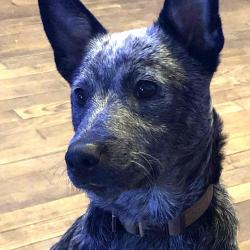 User Profile: blueHickory3466