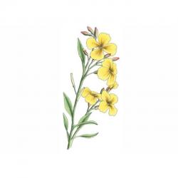 User Profile: 43Wallflowers