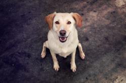User Profile: YellowDogBlackCat