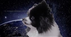 User Profile: Nova235