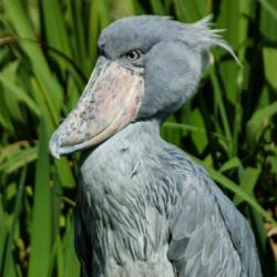 User Profile: ShoebillStork