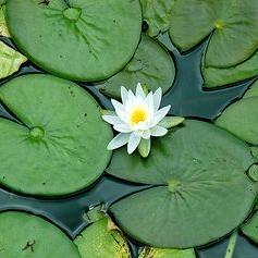 User Profile: LilyPads18
