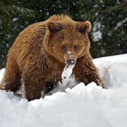 User Profile: thehibernator