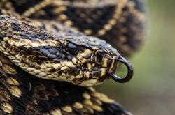 User Profile: Snaking9076