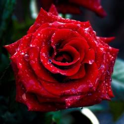 User Profile: NevaehRose