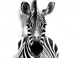 User Profile: Zebra6