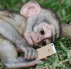 User Profile: sadmonkey95