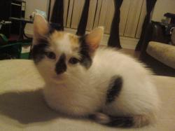 User Profile: Sweetteaa