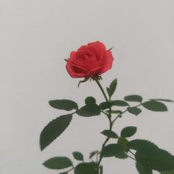 User Profile: MelCrz