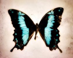 User Profile: SwallowtailButterfly