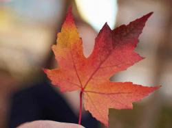 User Profile: Maple2112