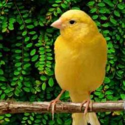 User Profile: Tweetybird15