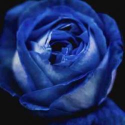 User Profile: Blue126