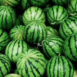User Profile: DiplomaticWatermelon39