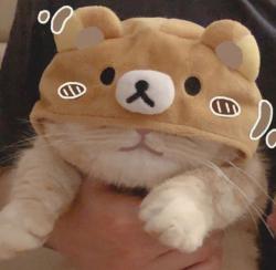 User Profile: chocolatebunnyy
