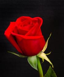 User Profile: rosehi80