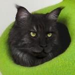 User Profile: tomlite770