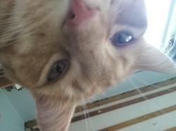 User Profile: CottageCrow