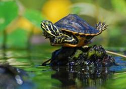 User Profile: TurtleFriend