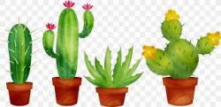 User Profile: rainbowsucculent
