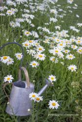 User Profile: abeautifuldaisy