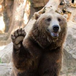 User Profile: AnonymousBear