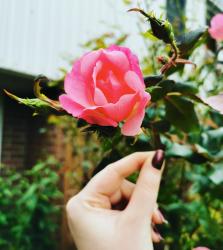 User Profile: JupiterLilac
