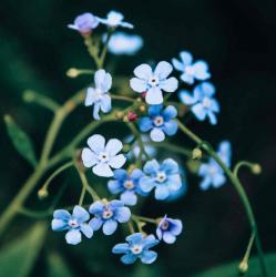 User Profile: sympatheticBirch7854