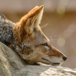 User Profile: wildDoggo