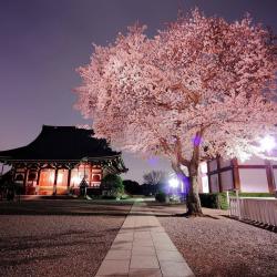 User Profile: limegreenCat6753
