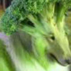 User Profile: Stinkysloth18