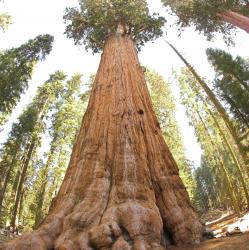User Profile: massiveHemlock