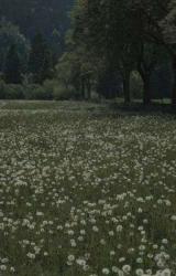 User Profile: affableField6991