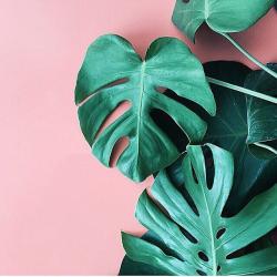 User Profile: languishing