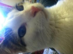 User Profile: cutepunkprincess