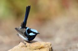 User Profile: Wren1