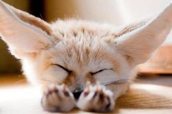 User Profile: vividFox1994