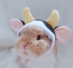User Profile: Bunnyyboy