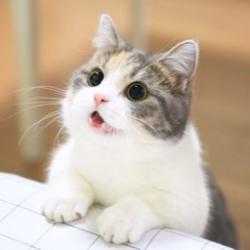 User Profile: creativeCat8614