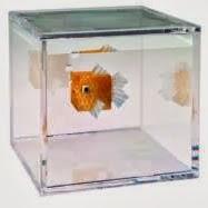 User Profile: Fish2