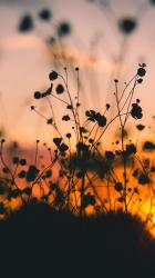 User Profile: brightBalsam6640