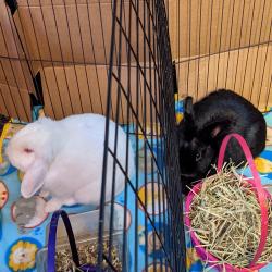 User Profile: TheBunnyRabbit