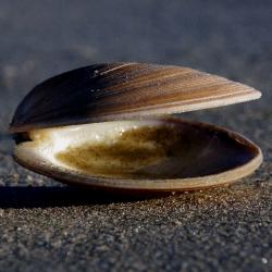 User Profile: confusedclam21